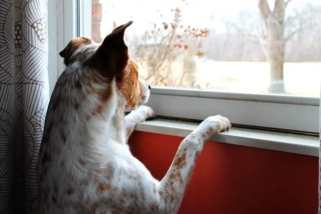 a dog intensely looking out the window