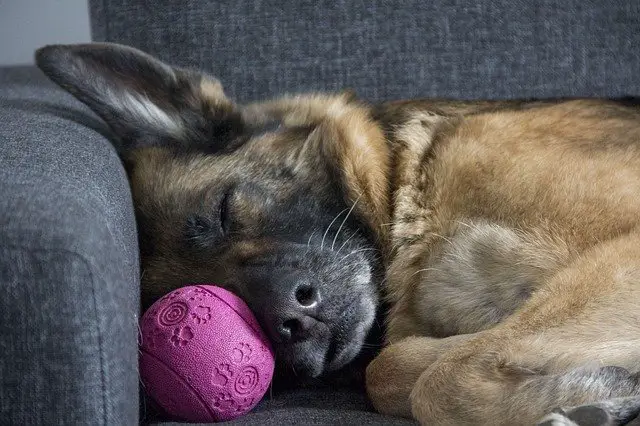 A dog sleeping on a couch with a pink ball