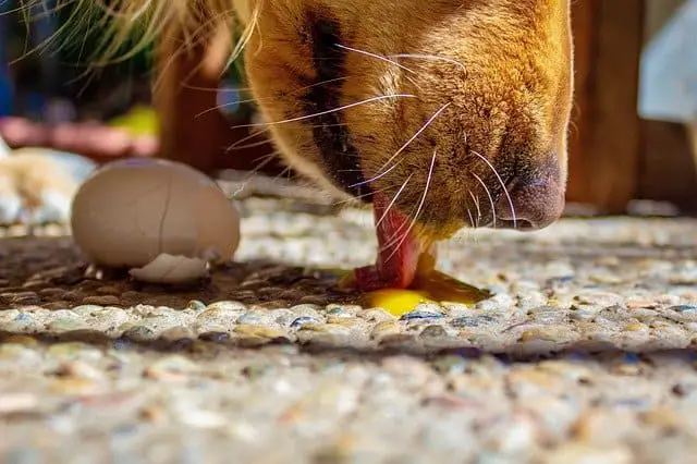 A Golden Retriever licking up a raw egg