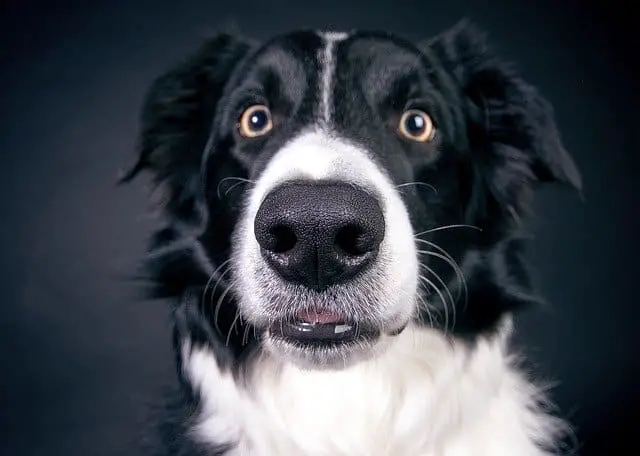 Close up of dog whiskers on a boarder collie