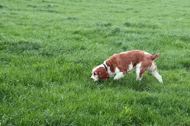 a brown and white dog sniffing the grass