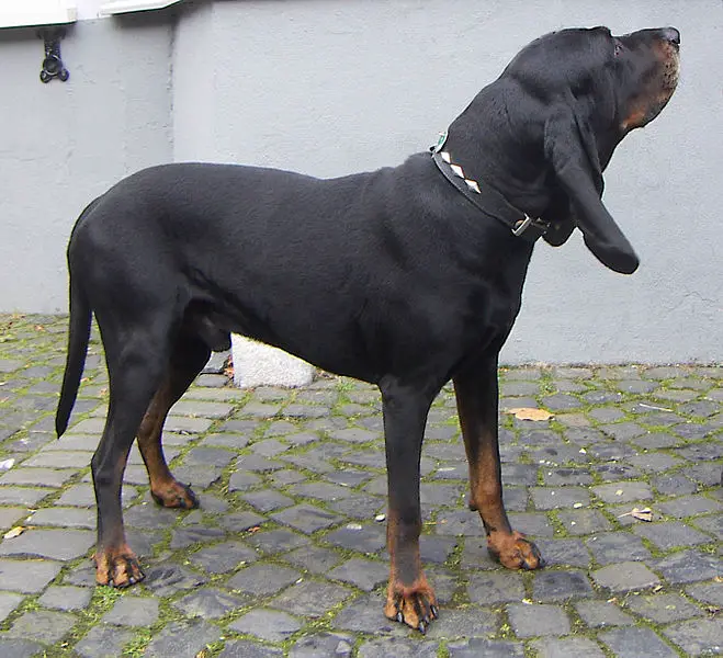 Black and Tan Coonhound looking away from camera