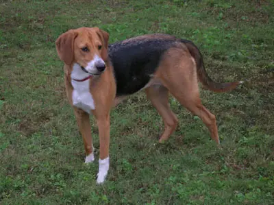 American Foxhound standing in grass