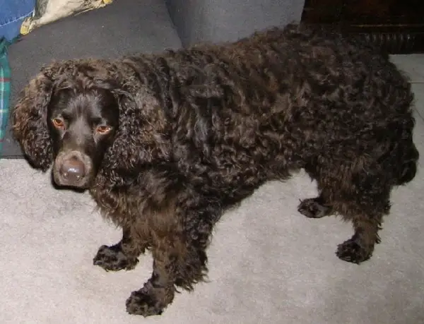 American Water Spaniel Standing in front of camera