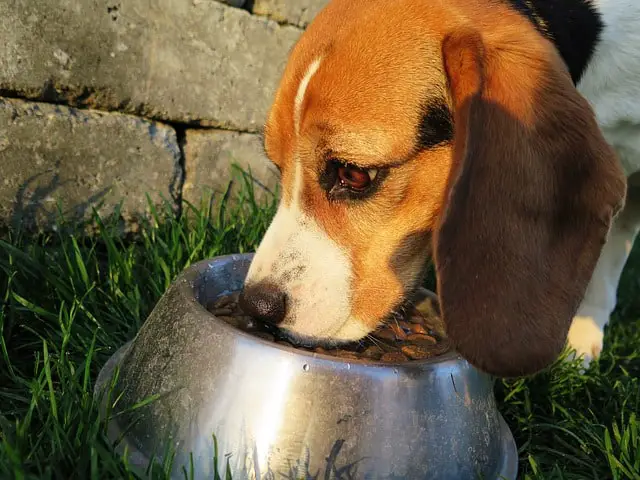 Beagle eating out of food bowl in grass