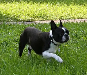 Boston Terrier in green grass