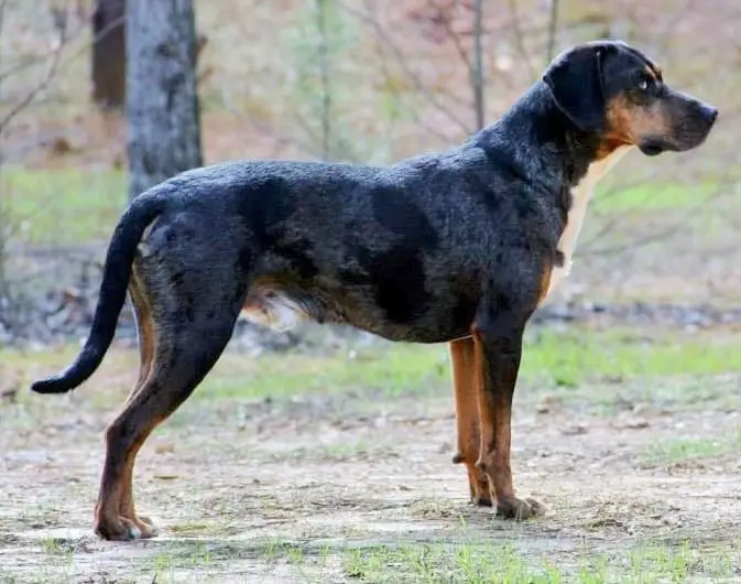 Catahoula Leopard Dog standing in front of the camera