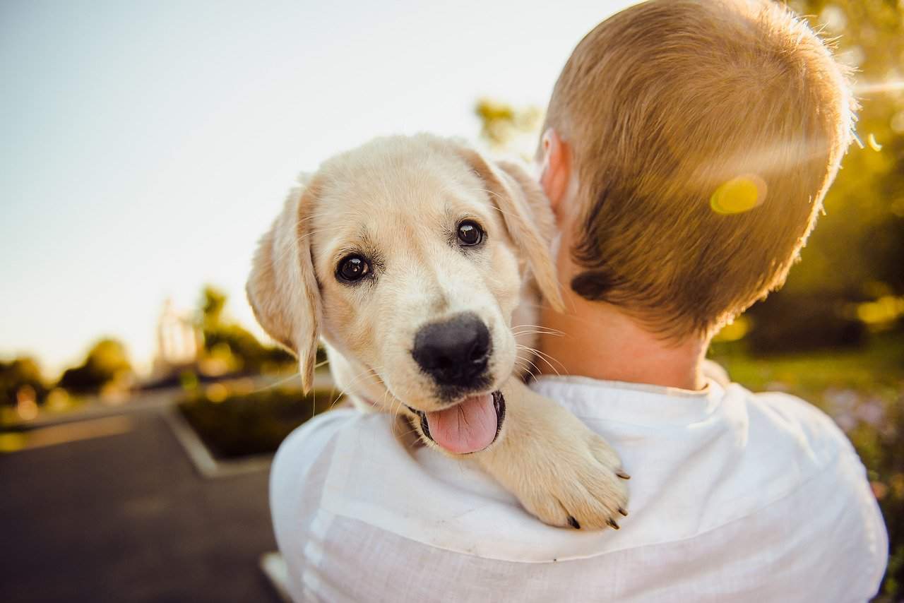 Golder Retriever puppy happy while being held