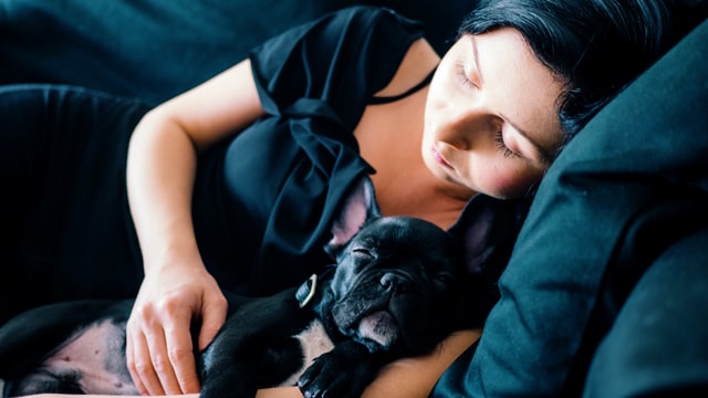 Black French Bulldog laying on woman