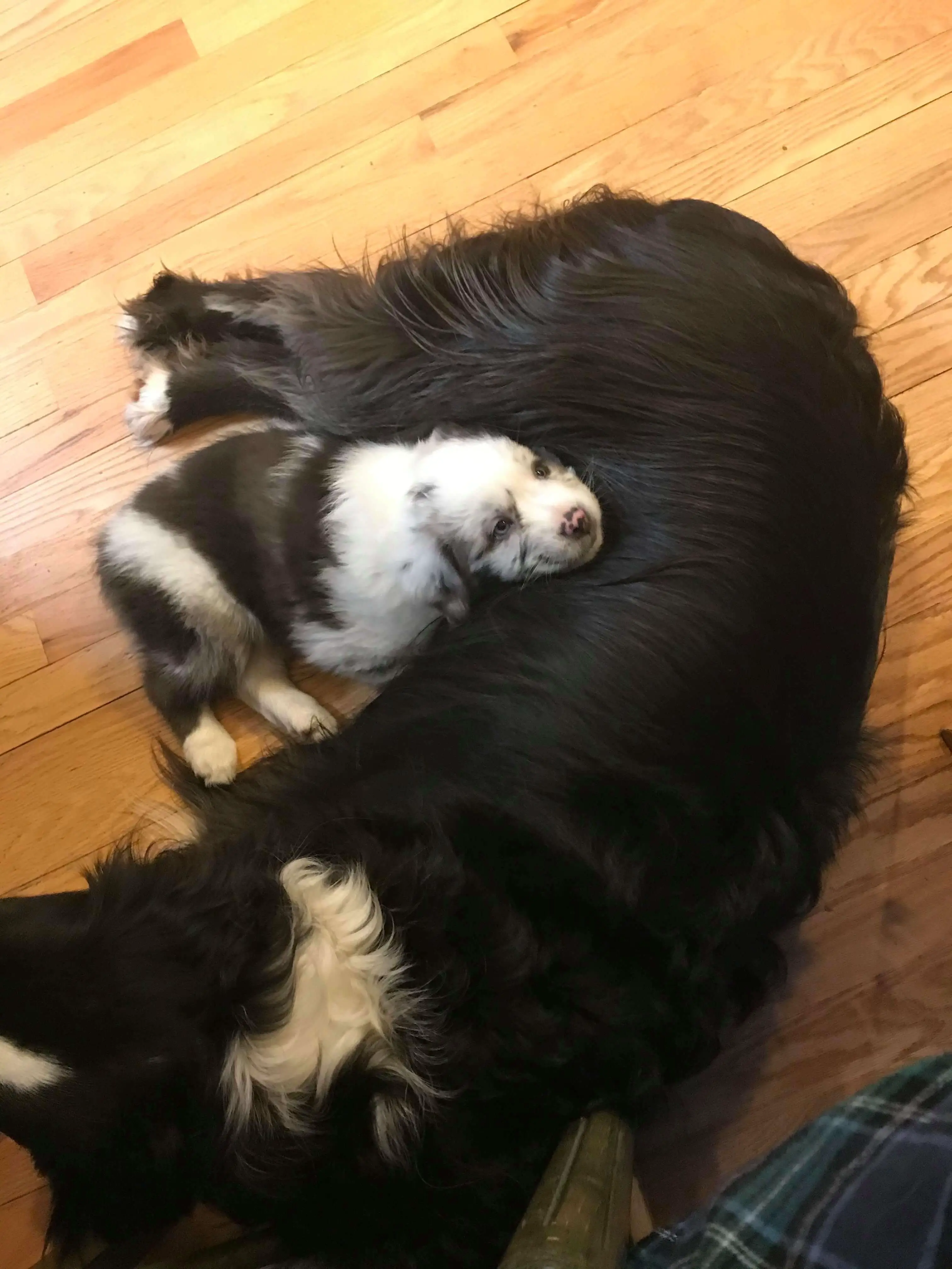 An Australian Shepard puppy snuggled up to an adult Australian Shepard