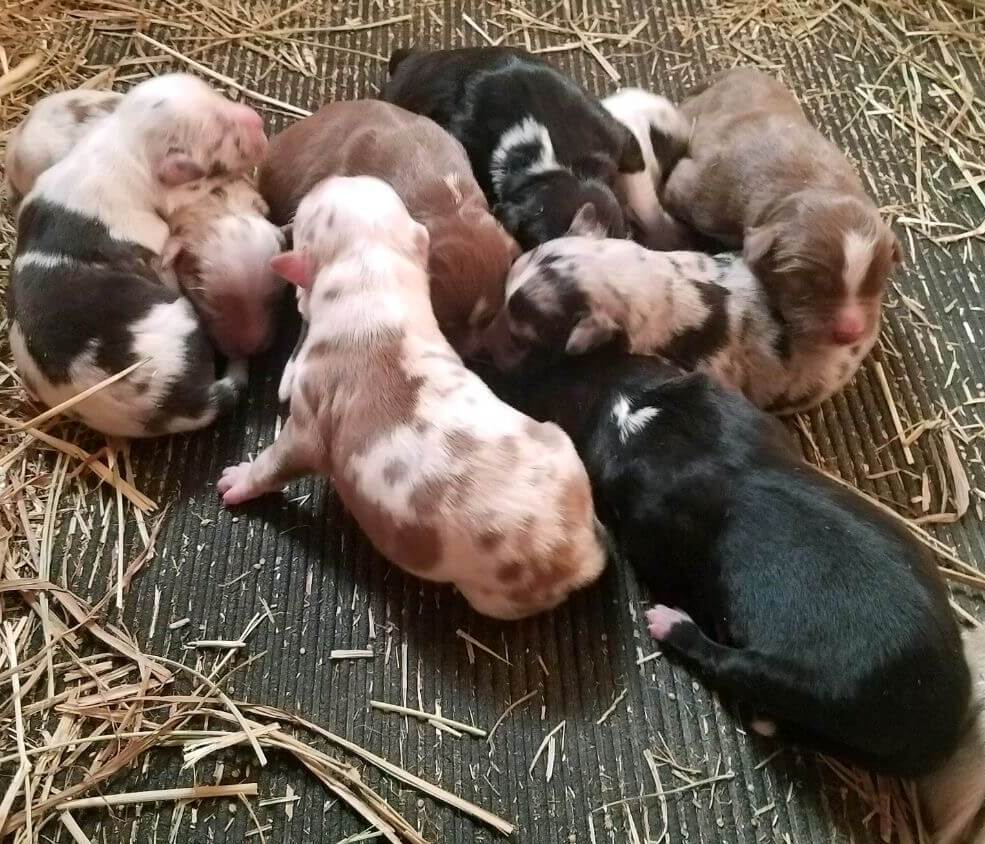 Newborn Australian Shepard Puppies Huddled Together in a Pile