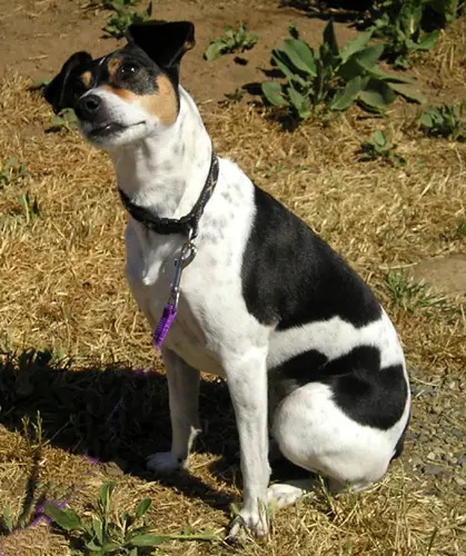 Rat Terrier sitting with head tilted