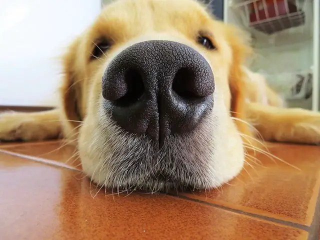 Golden Retriever looking at the camera