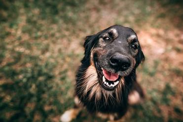 why are dogs afraid of mirrors