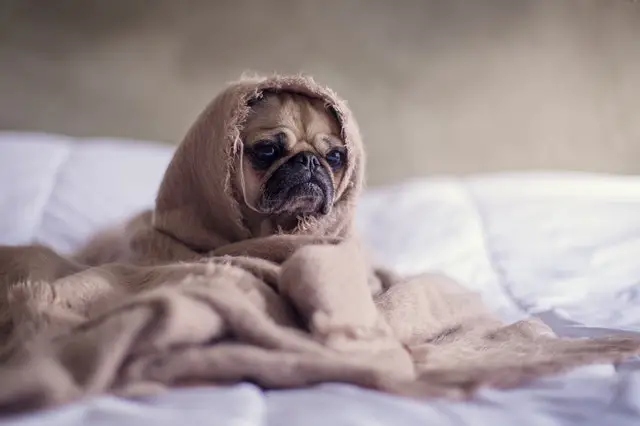 pug wrapped up in a blanket looking sad