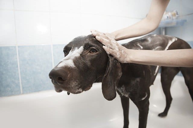 Dog in tub being washed
