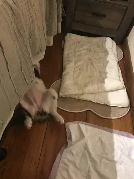 Dog laying under the bed on it's back