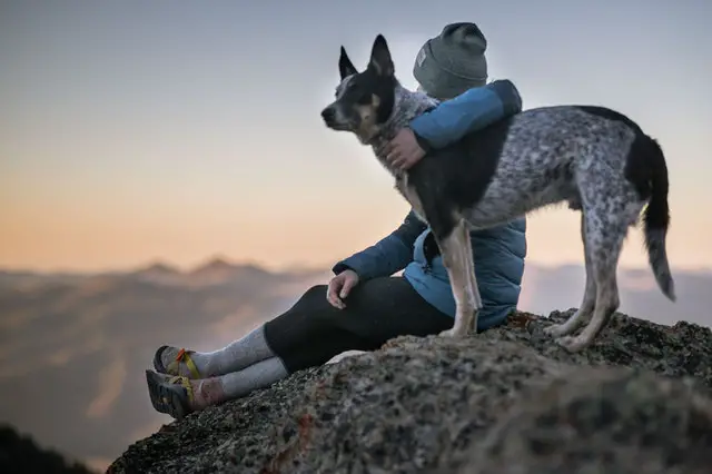 dog sitting beside person on top of mountain