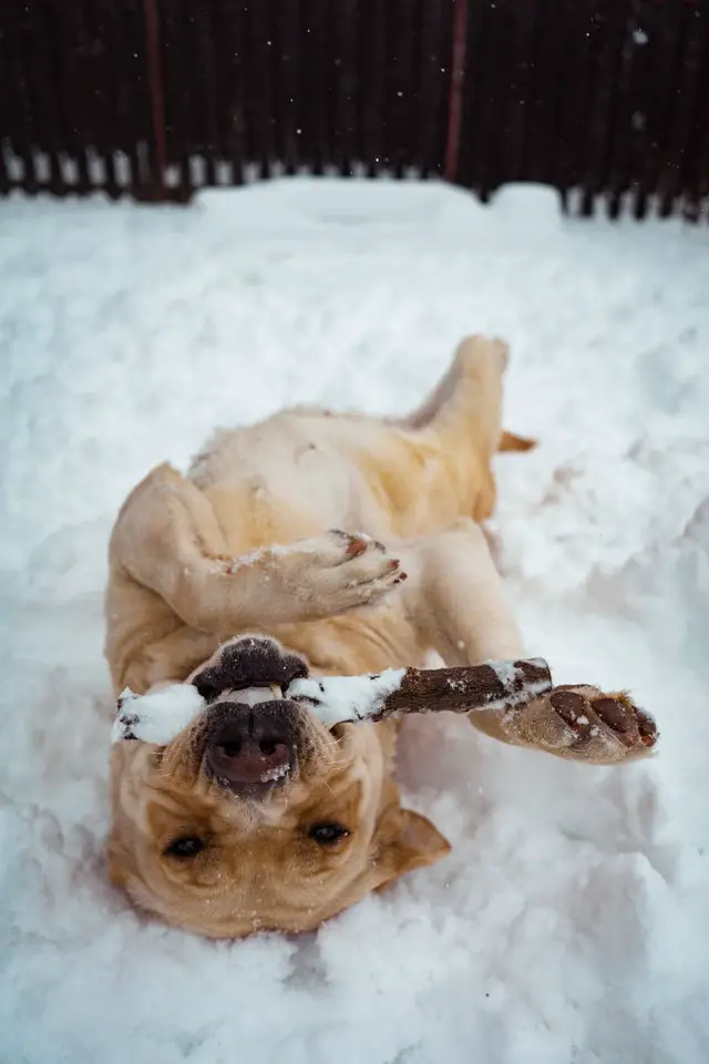 Dog laying in the snow chewing a stick