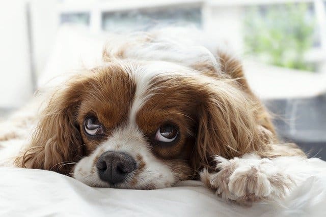 Dog laying on bed with sad eyes