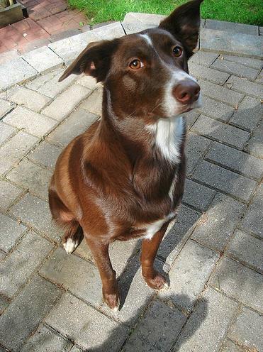 do dogs have naturally docked tails