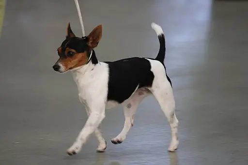 Tenterfield Terrier walking on leash