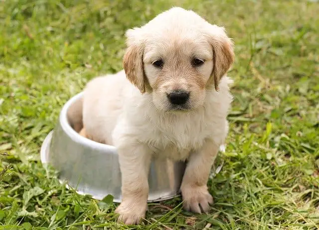 small golden retriever puppy sitting in food bowl