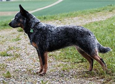 are blue eyed dogs more likely to go blind