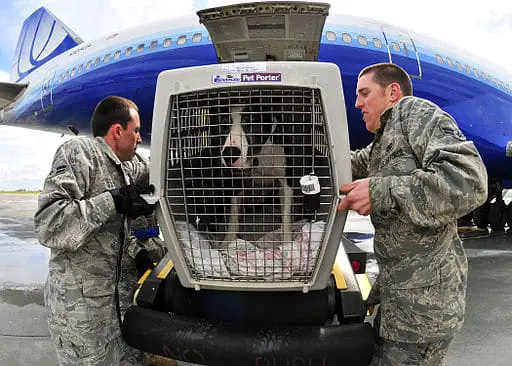 Large dog being loaded onto plane