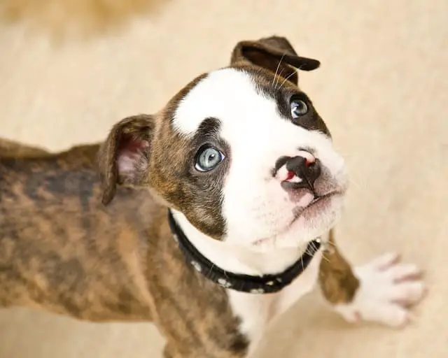 Boxer with blue eyes