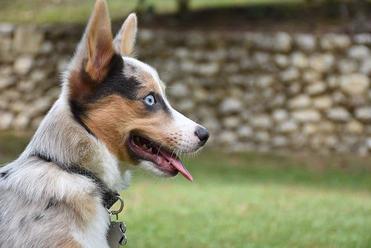 are blue eyed dogs more likely to go blind