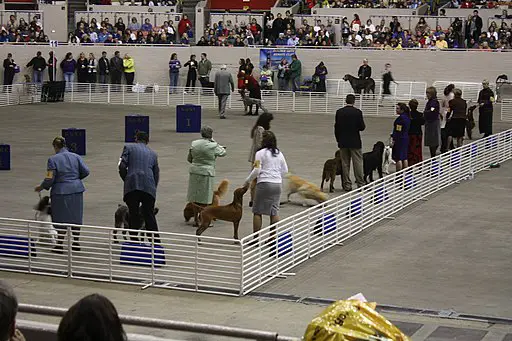 large dog show arena