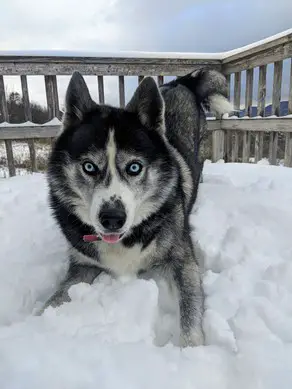 Husky with blue eyes in snow