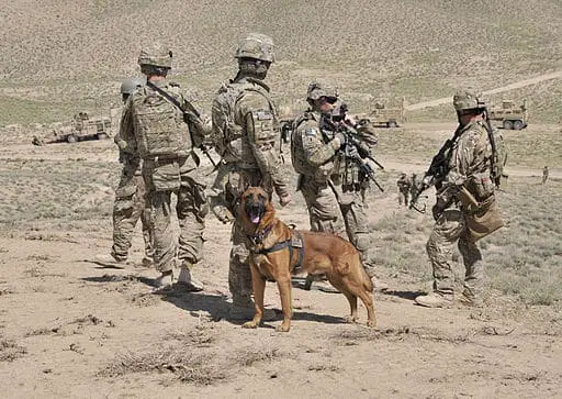 Belgian Malinois standing with a group of soldiers