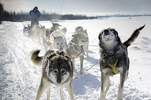 Group of Sled dogs tied together