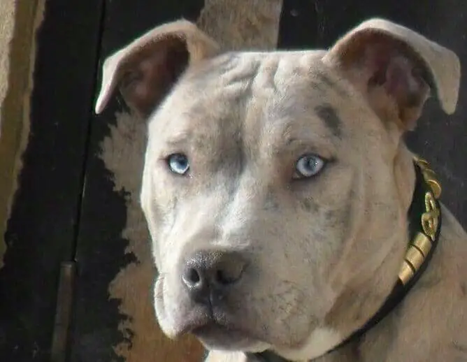 American Staffordshire Terrier with blue eyees
