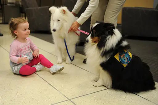 Two Therapy dogs sitting by a child
