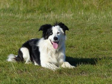 are dogs with blue eyes more aggressive