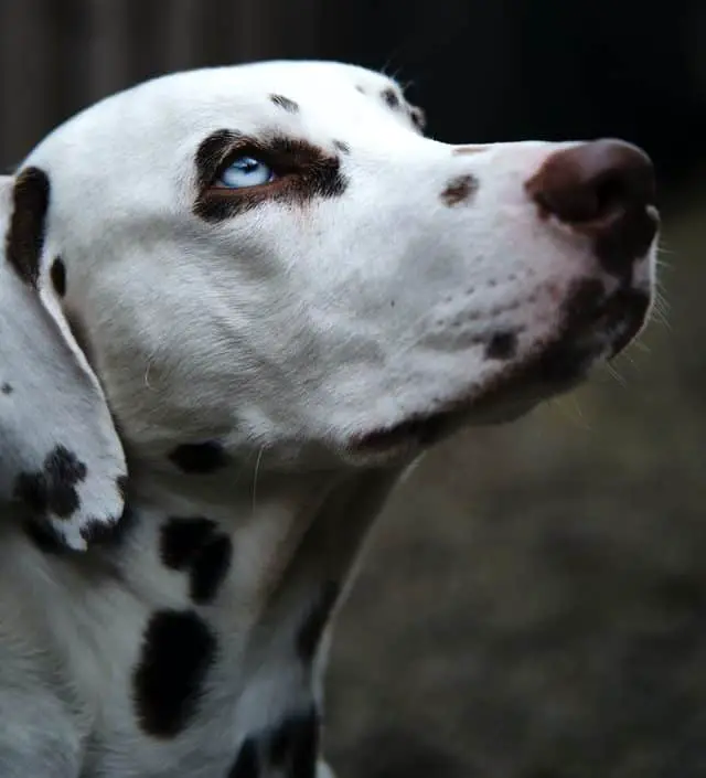 Dalmatian with blue eyes