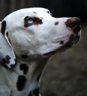 are dogs with blue eyes more aggressive