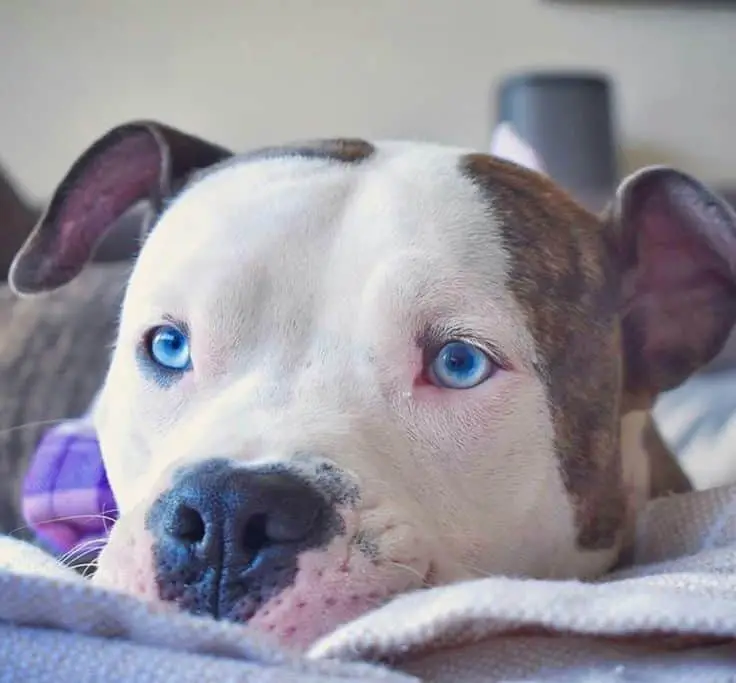 American Pit Bull with blue eyes